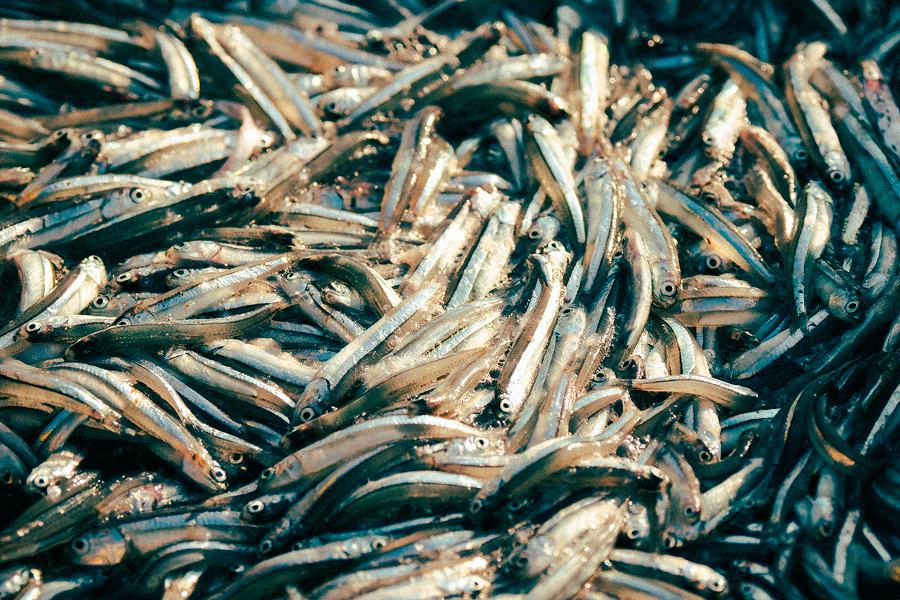 Imagen de conjunto de anchoas recién pescadas